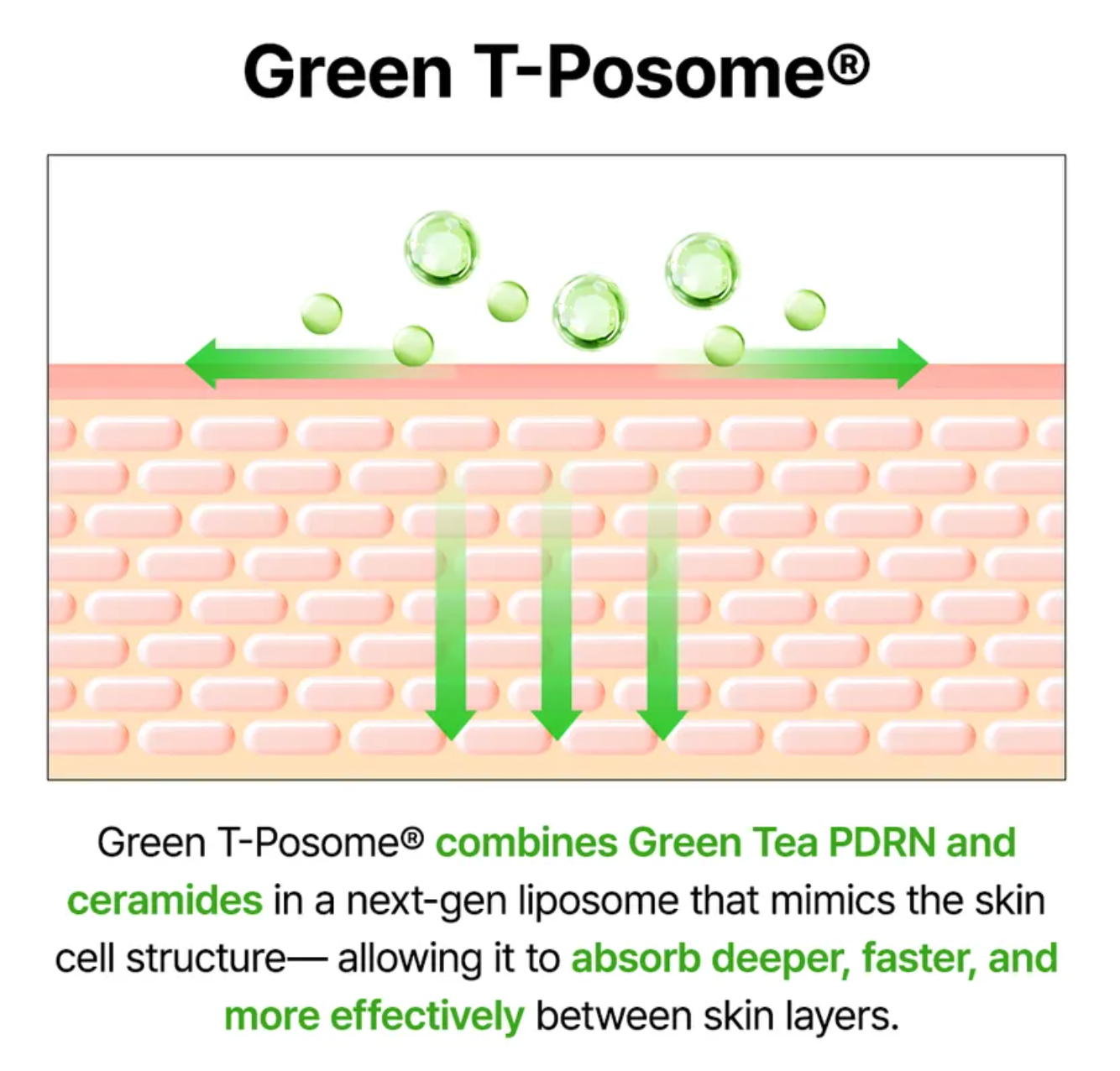 Green Tea & Ceramide Barrier Cream