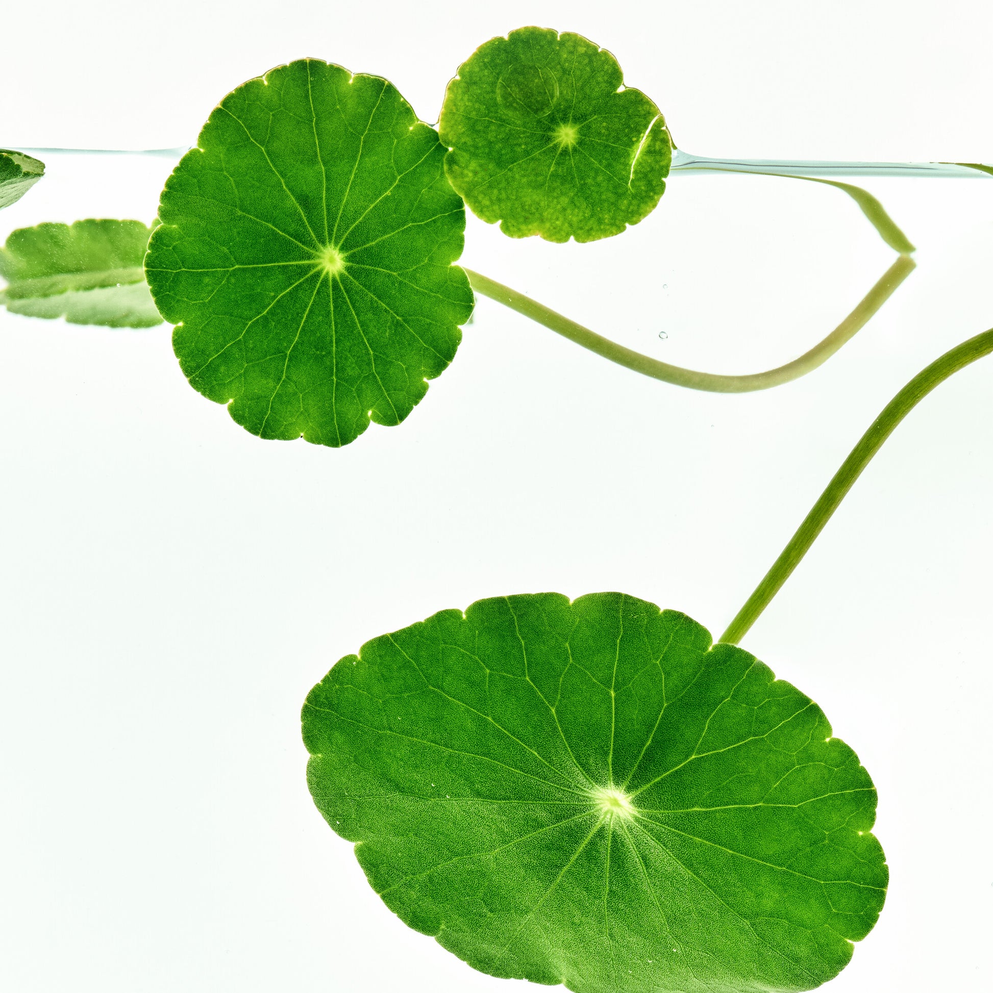 Centella asiatica leaves highlighted for the Cica toner formula story
