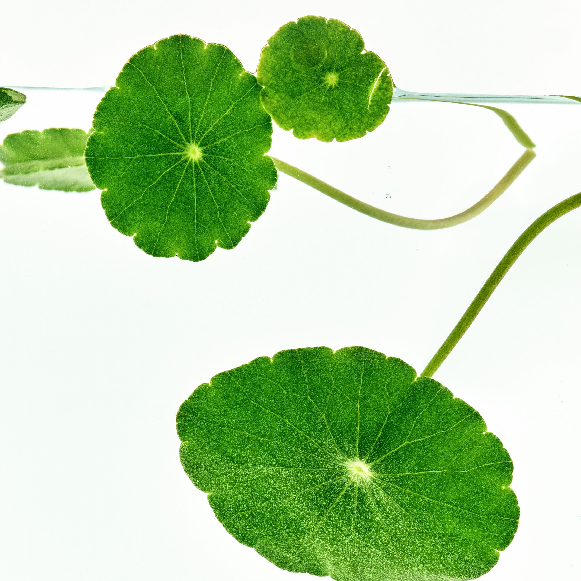 Centella asiatica leaves highlighted for the Cica toner formula story